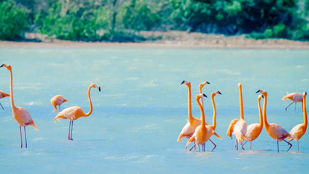 Green Flamingo Curacao Holiday Park -Flamingos