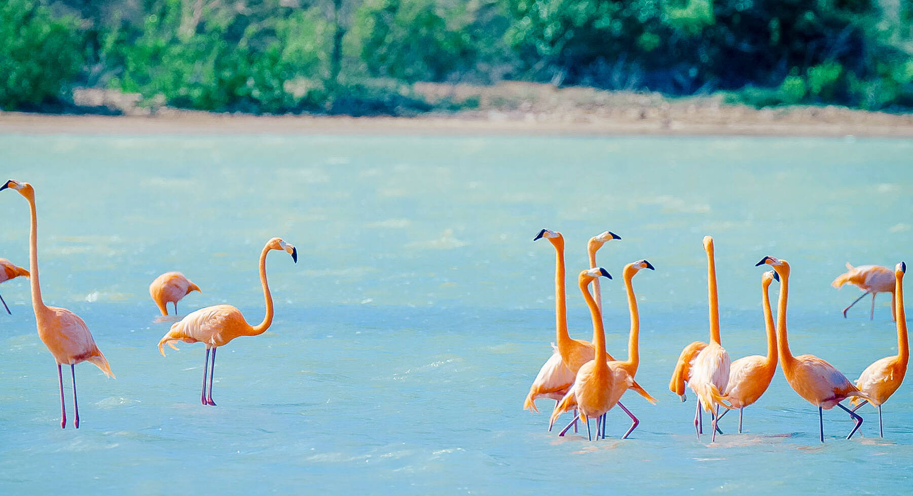 Green Flamingo Curacao Holiday Park -Flamingos