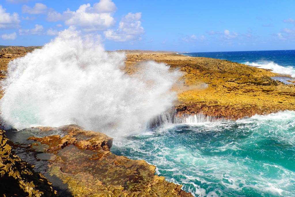 Dream of the Green Flamingo | Curacao